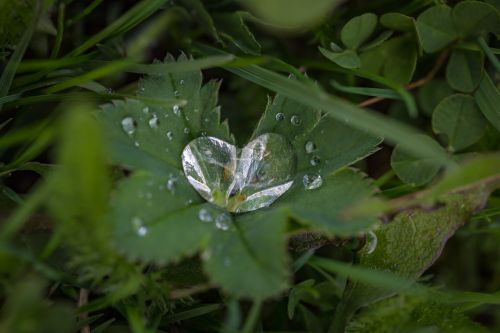 green grass plant