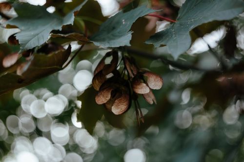 green leaf plant