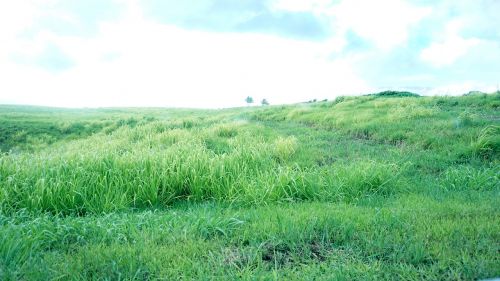 green grass highland