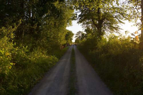 green grass path