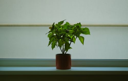 green plant pot