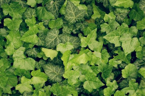 green leaf plant