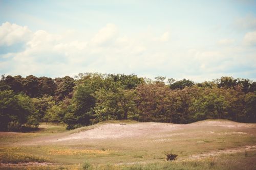 green grassland trees