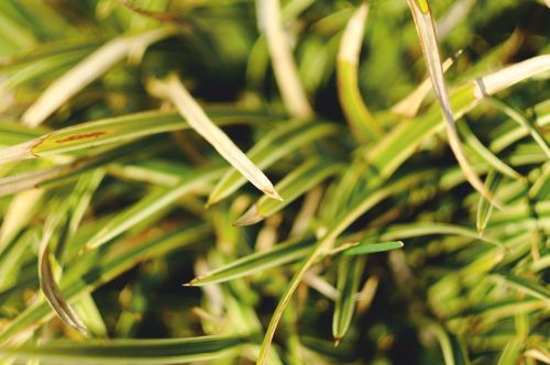 green grass plant