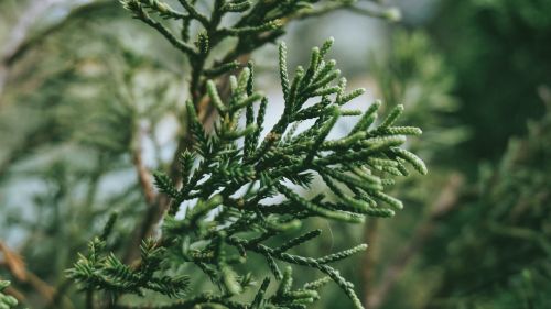 green plants tree