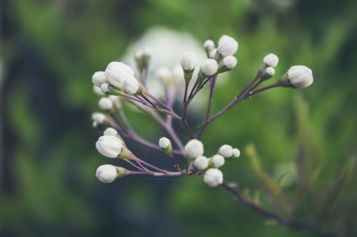 green plant flower