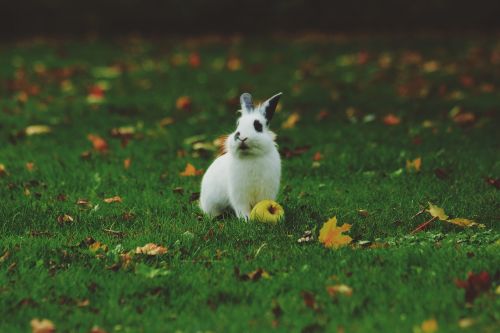 green grass playground