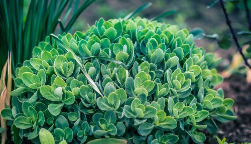 green plant leaf