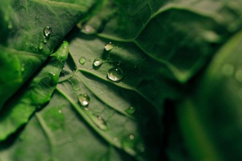 green leaf wet