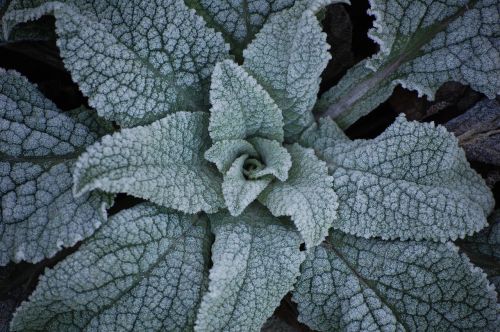 green ice iced