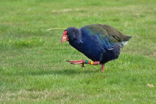 green grass bird