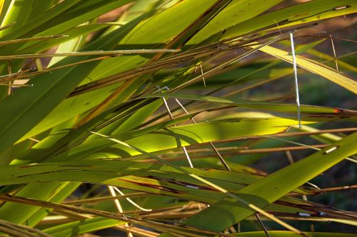 green grass plant