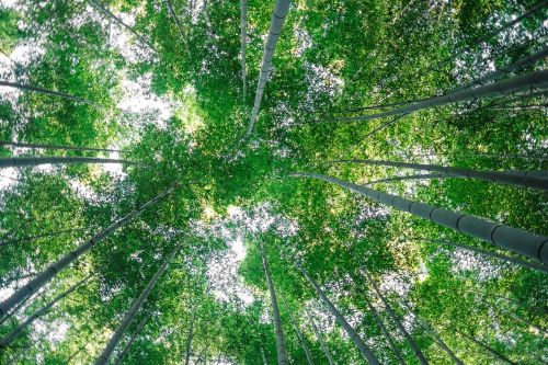 green plants trees