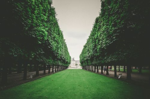 green grass trees