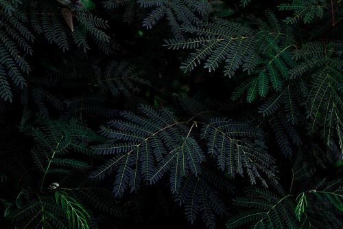 green leaves plant