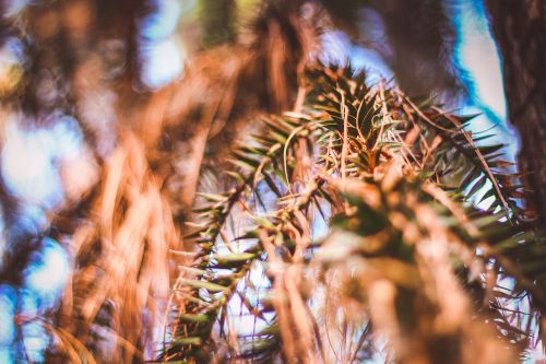 green tree plant