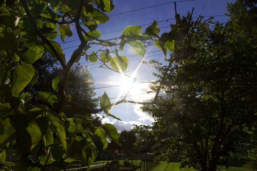 green plant trees