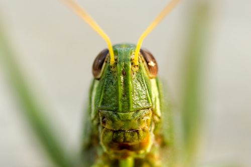 green grasshopper insect