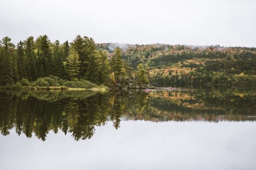 green trees water