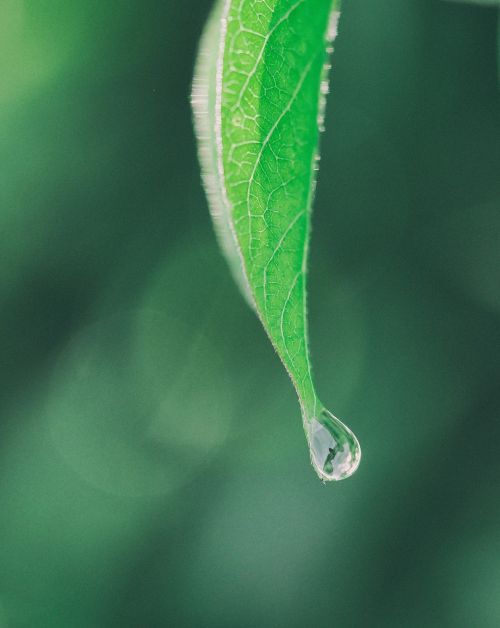 green leaf blur