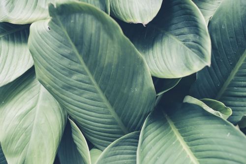 green leaves plants