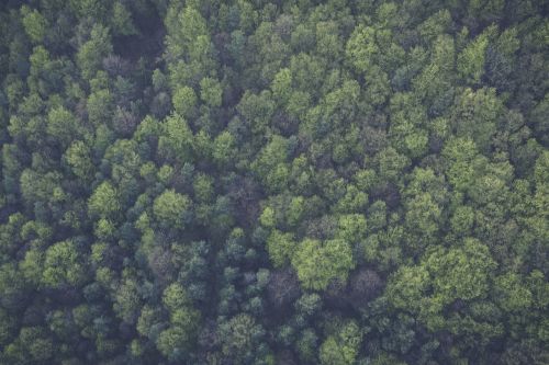 green trees forest