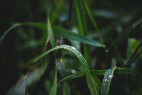 green plants nature