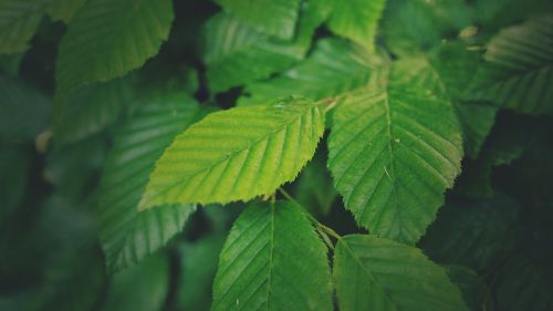 green leaves plants