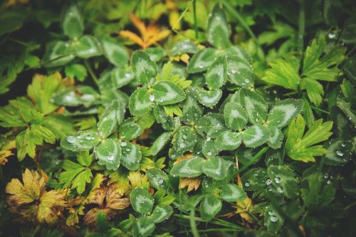 green plants leaves