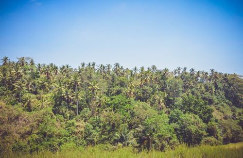 green grass trees