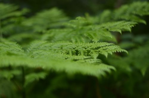 green plants trees