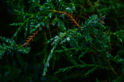 green trees leaves