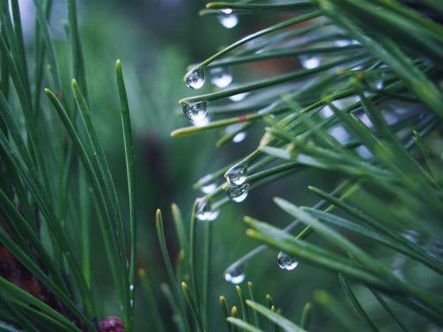 green grass plants