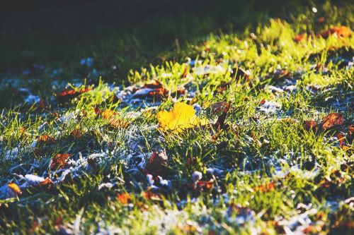 green grass leaves