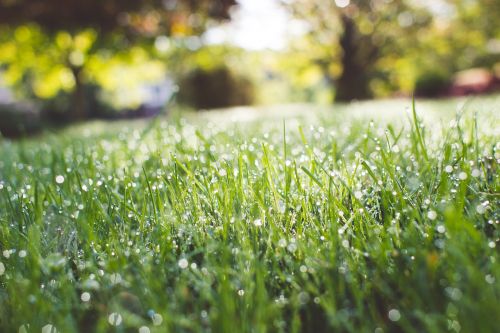 green grass nature