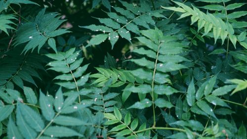 green leaves trees