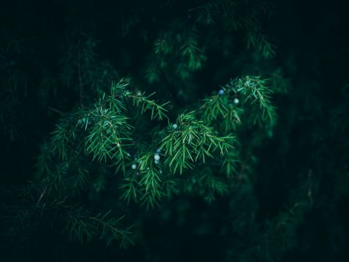 green bush plants