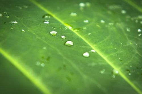 green leaf dew