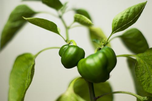 green plant leaves