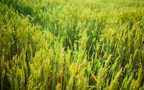 green plants crops