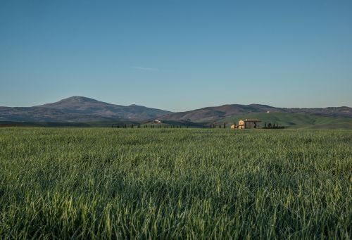 green grass fields