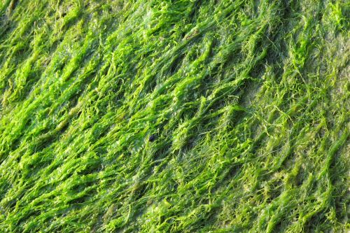 green seaweed close