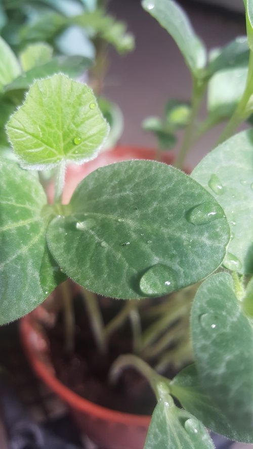 green plant flower