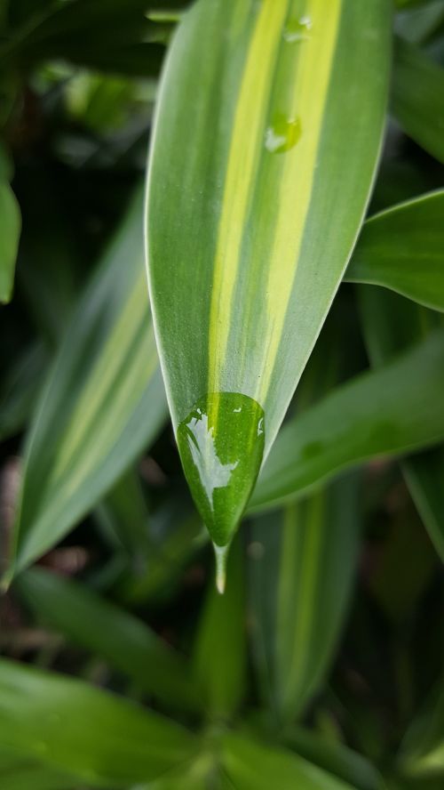 green plant nature