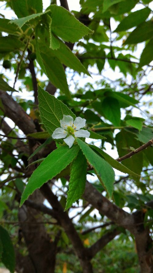 green white flower