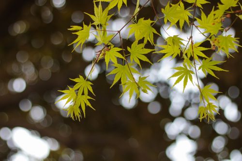 green the leaves hangzhou