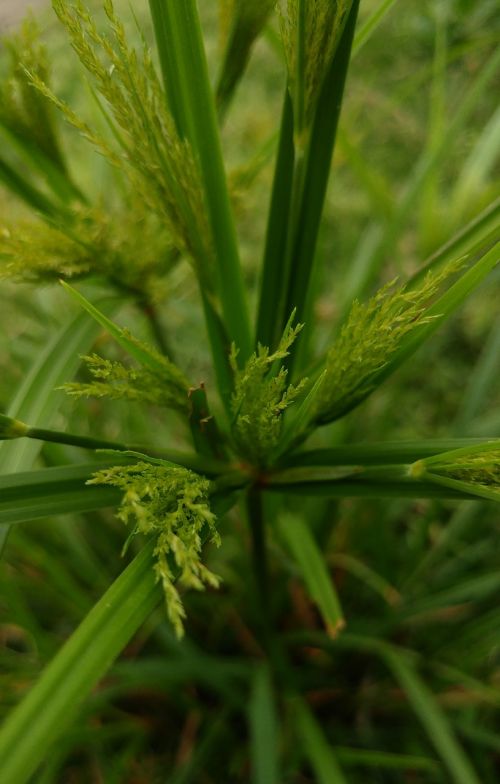 green grass environment