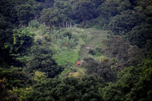 green trees nature