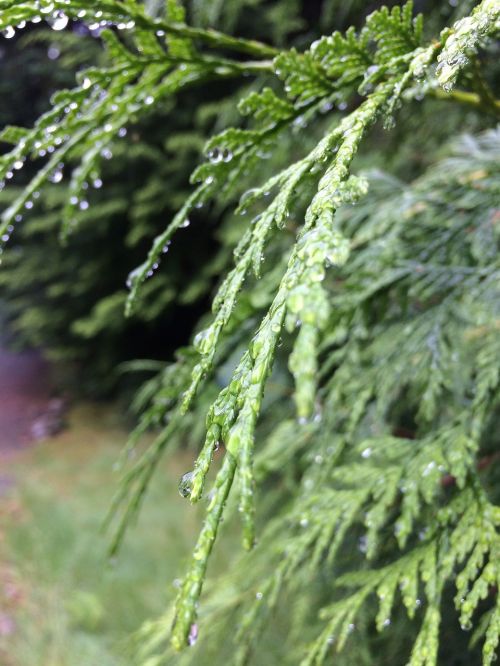 green forest rain