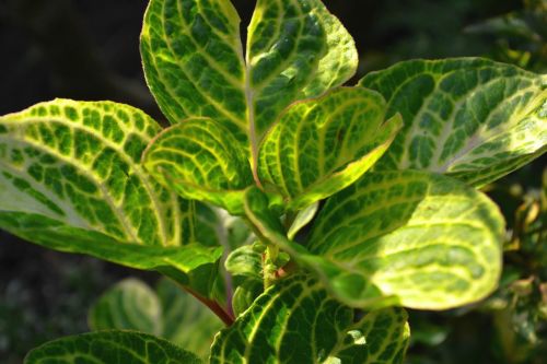 green plant leaves